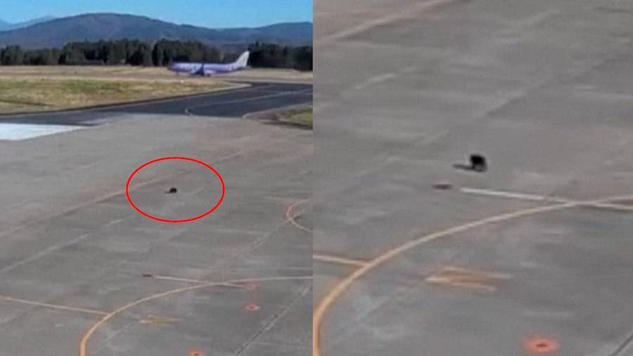 VIDEO: Un oso paraliza el tráfico aéreo en un aeropuerto de Japón
