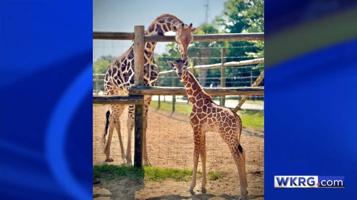 Gulf Breeze Zoo celebrating the holidays with its annual ZOObilee