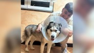 Aparece Kira, el husky más buscado de la Costa da Morte por el que ofrecían una recompensa: «¡Estamos felices!»