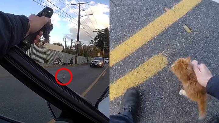 Hatchet threat at Safeway leads to arrest, kitten rescue