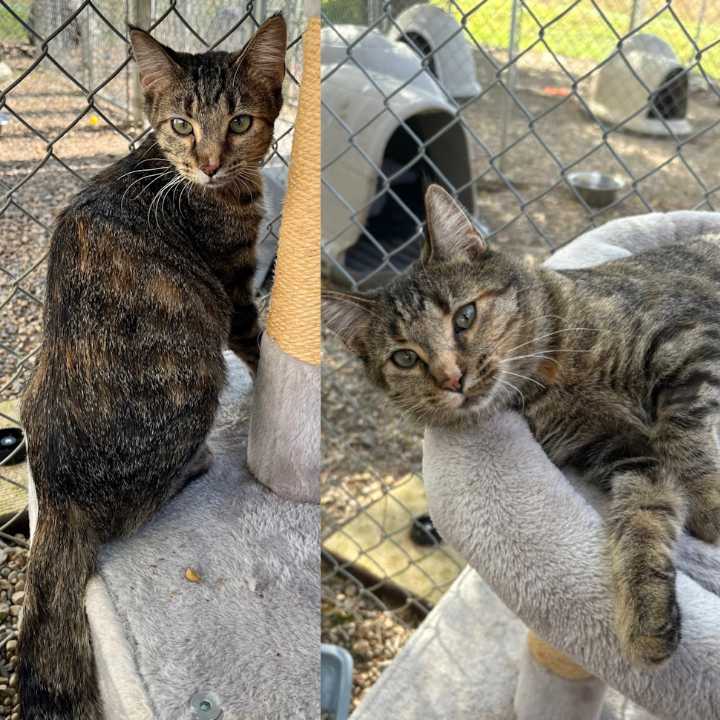 Successful online auction for Weyburn Humane Society