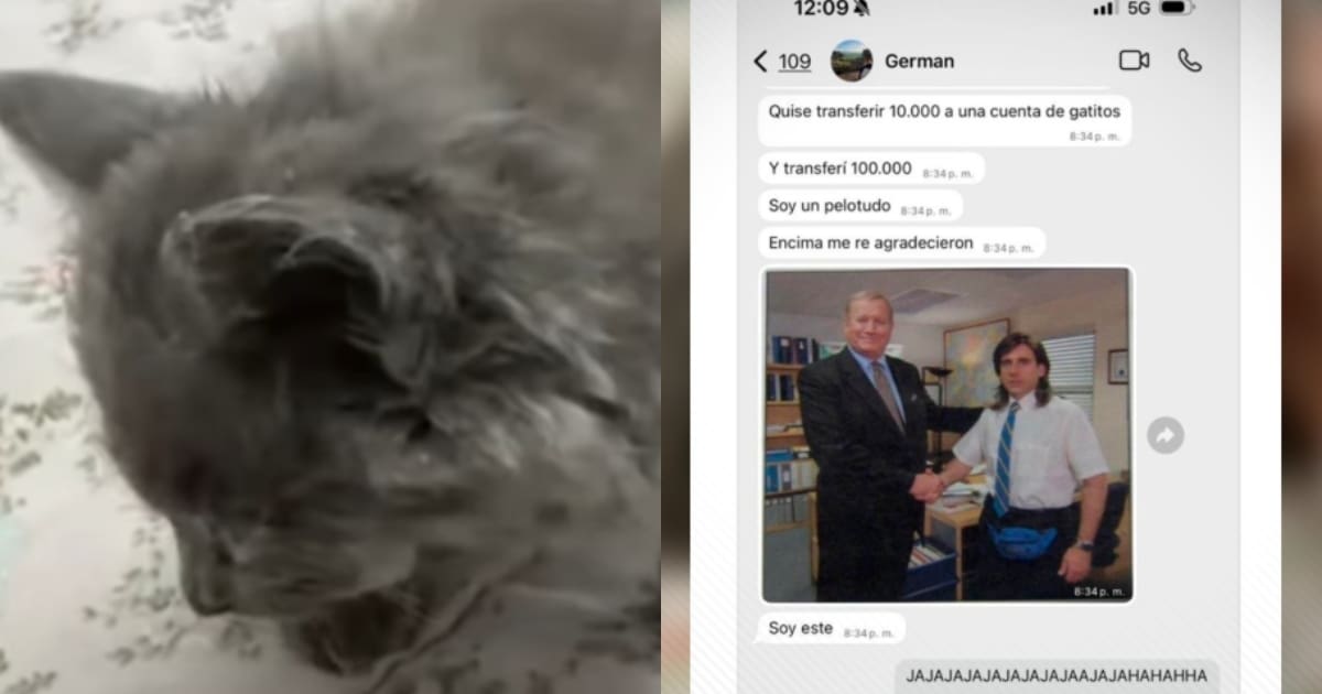 “Hasta lo felicitaron y agradecieron por su contribución”: Joven argentino dona más de 100 mil pesos a un refugio de gatitos por error