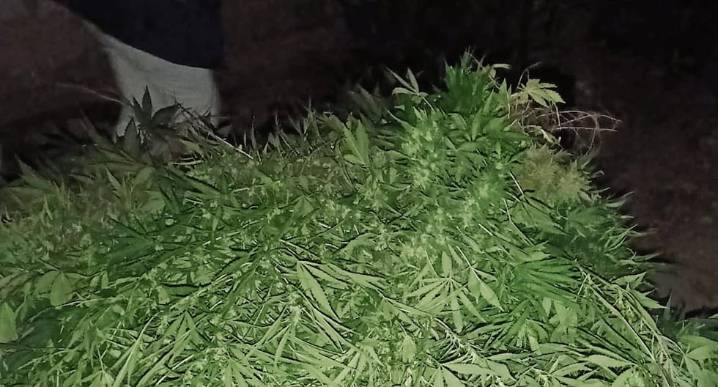 Arequipa: Cultivaban marihuana en huerta de vivienda, en distrito La Joya