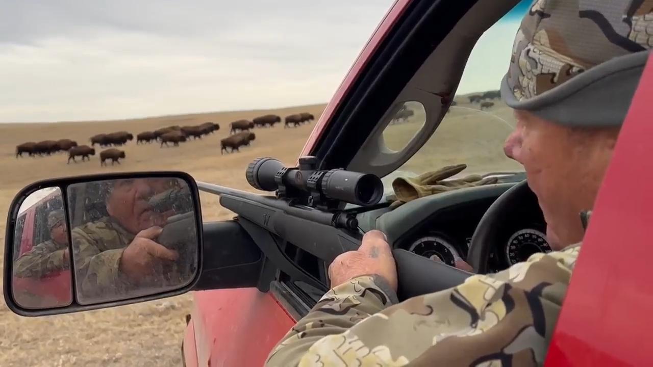 Tribes that restored buffalo are killing some to feed people because of the shutdown