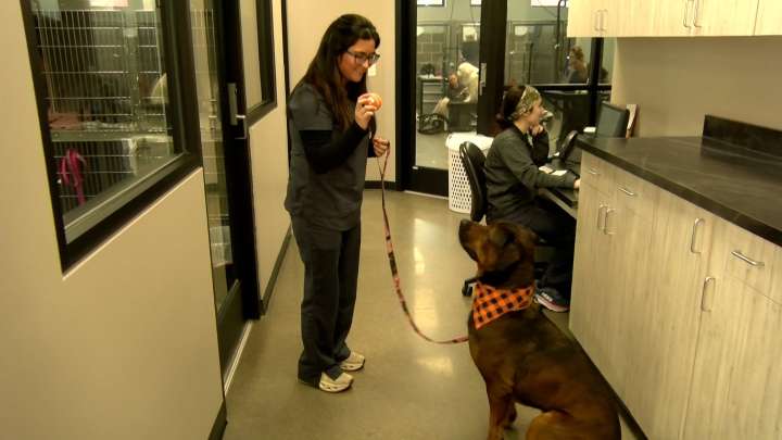 Dogs saving dogs: Staffers at Lincoln animal clinic donate pet's blood to save lives