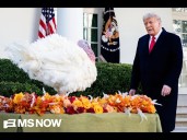LIVE: Trump pardons Thanksgiving turkeys at White House