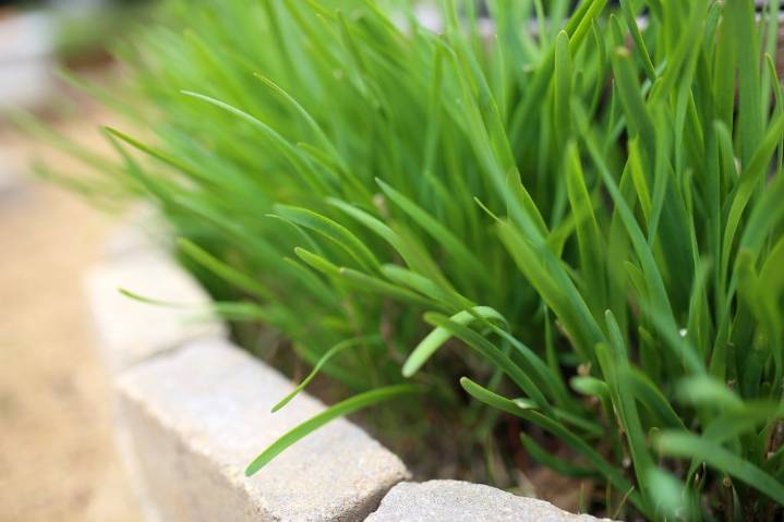 Chive talking: Why now is the time to plant these perennials