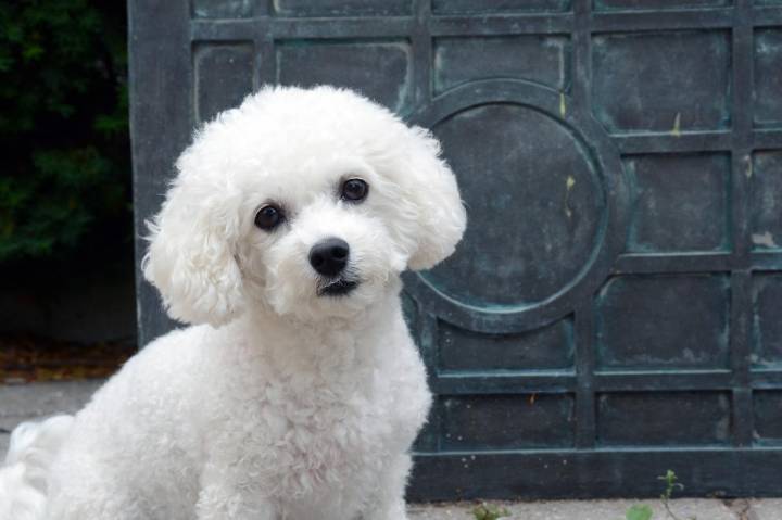 The Best Dehydrated Dog Foods for Bichon Frises