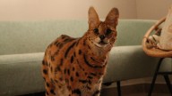 Rescatado en Orihuela un serval de cinco años que una familia mantenía como mascota