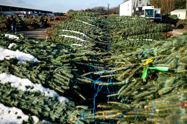Massive auction of Christmas trees ready to roll this week in Pa.