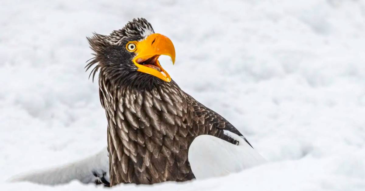 Las fotos más divertidas de los premios Nikon Comedy Wildlife 2025