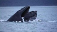 A new technology aims to help ships avoid whale strikes