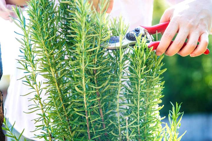 Según especialistas. Licuar romero y vinagre: una mezcla poderosa que tiene una gran función para la casa y la limpieza