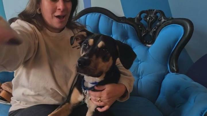 Chicago nonprofits unite to help families feed pets amid SNAP cuts