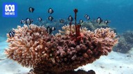 New survey reveals mass coral death at Ningaloo Reef as critical summer looms