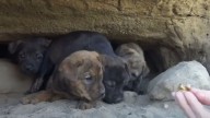 Rescuers In California Spot Four Shaking Puppies In A Dark Cave
