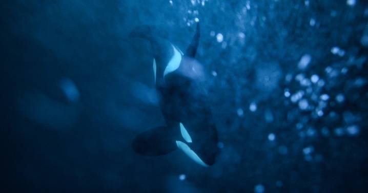 Videos show orcas hunting great white sharks, eating their livers