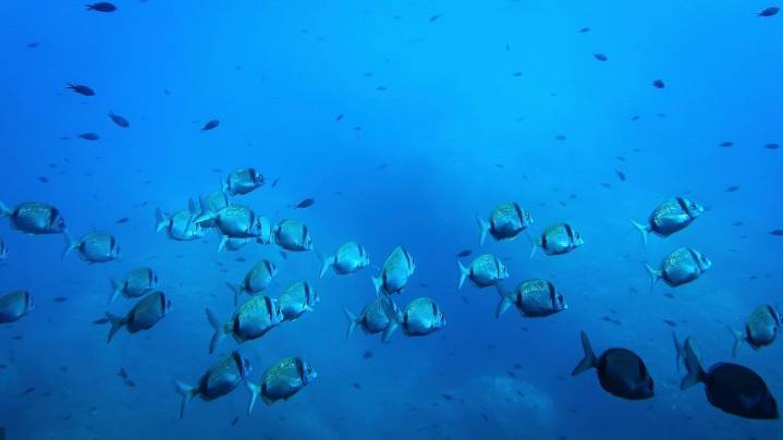 Deep-sea mining risks disrupting the marine food web, study warns