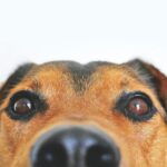 2 Valley animal rescue groups offering free pet adoptions during Empty the Shelters event