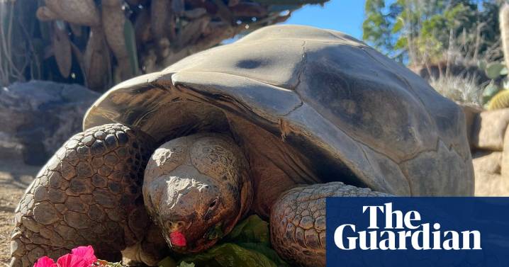 ‘Queen of the Zoo’: Gramma, tortoise who lived through two world wars, dies aged 141