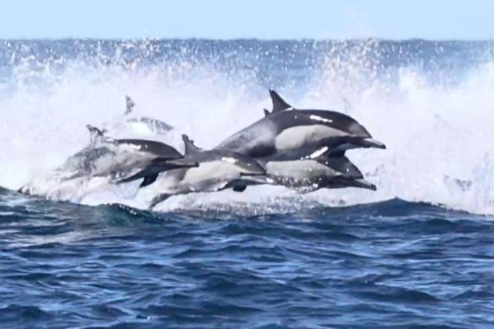 Whale Watchers Witness Thousands of Dolphins Charging Through Water in Stunning Video