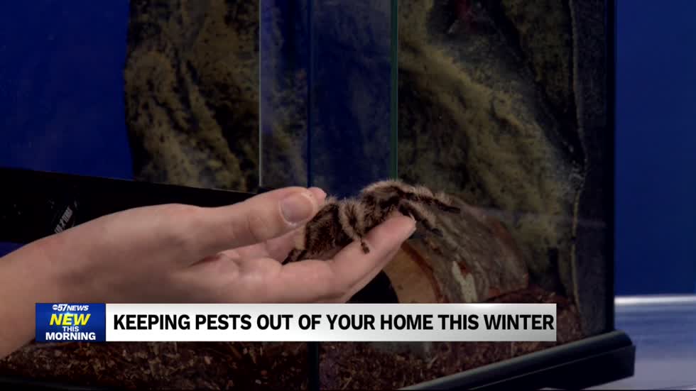 Keeping pests out of your home this winter