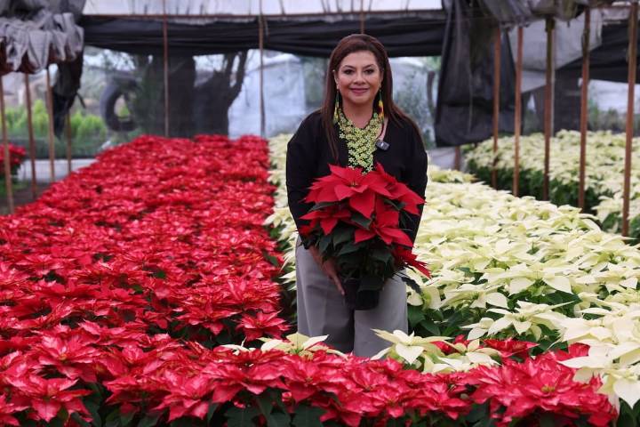 CDMX inicia temporada de nochebuena con producción histórica de 1.8 millones de plantas