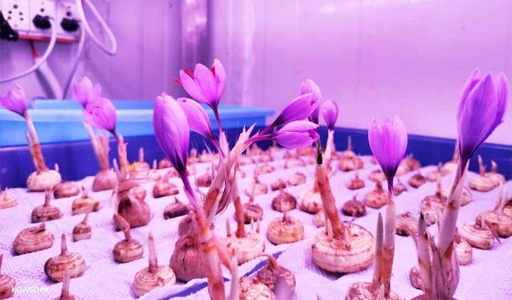 No soil, no sunlight: Saffron blooms in Telangana Horticultural University