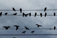 Why are birds perching on only 1 set of power lines in Newark?