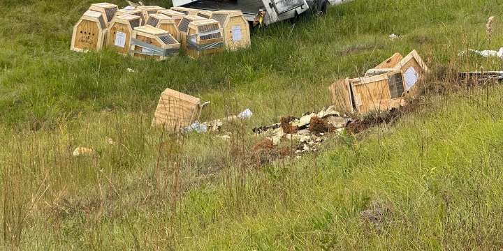 Details released about driver in monkey transport