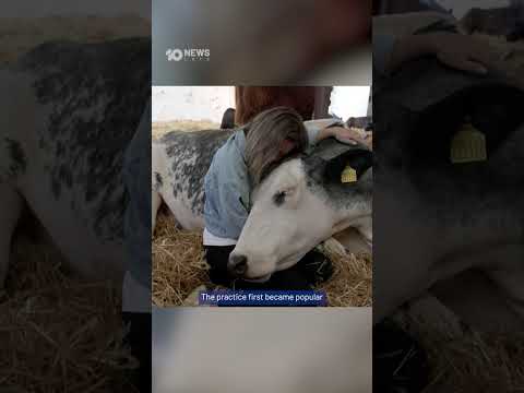 Why Farmers Are Teaching Cows To Cuddle