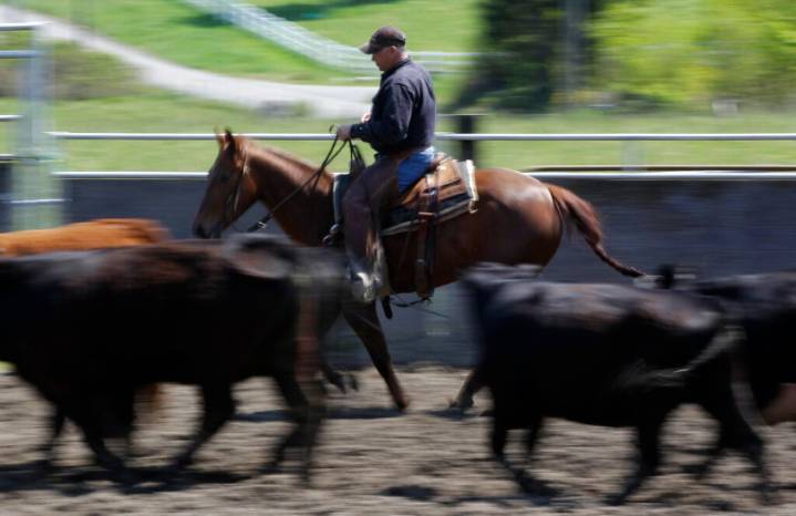 Texas Agriculture Commissioner warns of EHV-1 outbreak linked to Waco barrel racing event