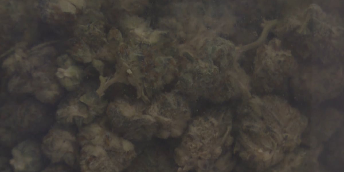 Tennessee hemp industry not changing, for now, as Congress passes federal ban