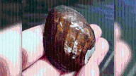 Endangered species of mussel found in Morgan County