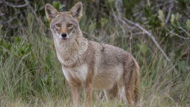 Pa. Game Commission to conduct nighttime hunts of coyotes after increased sightings in Churchill