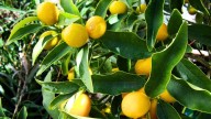 Árbol limonero: por qué recomiendan eliminar los limones más pequeños y para qué sirve