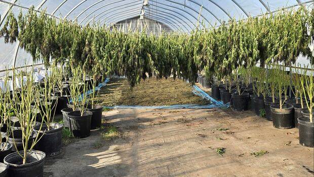 Cannabis plants worth $200M seized in raids on Tyendinaga Mohawk Territory, police say