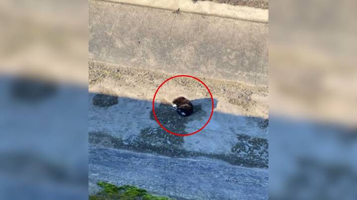 California Dog Found Motionless In Canal Leaves Rescuer Heartbroken