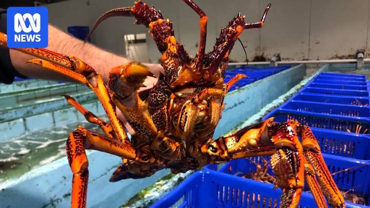 China's seafood import rules behind a partial closure of Tasmania's rock lobster fishery