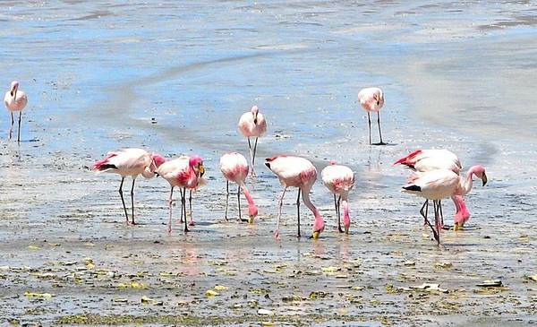 Por qué los flamencos eligen La Rioja para descansar: revelan el curioso motivo