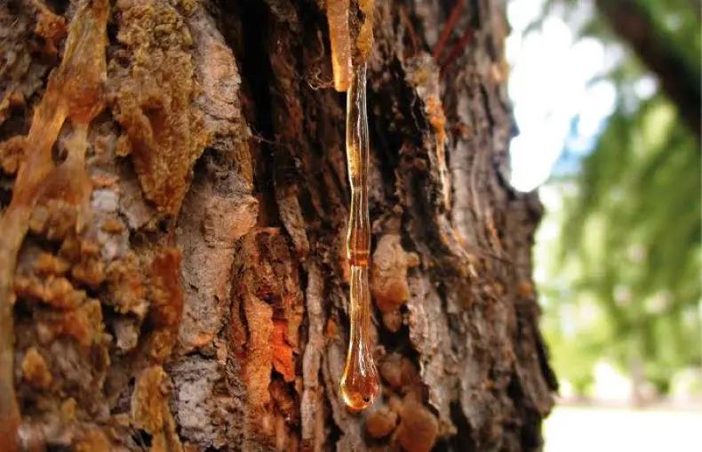 La muerte de Modesto Gutiérrez y otros decesos