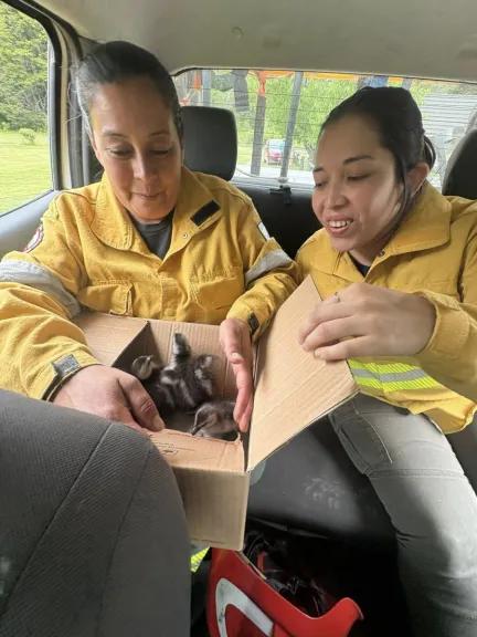 Bomberos de Manejo del Fuego salvaron a pichones de cauquén y lograron reunirlos con su madre
