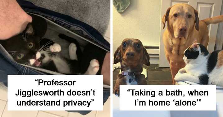 101 Times People Got A Pet And Had To Say Goodbye To Personal Space (New Pics)
