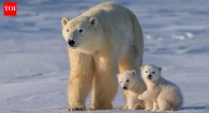 Could polar bear leftovers hold the key to survival in the Arctic?