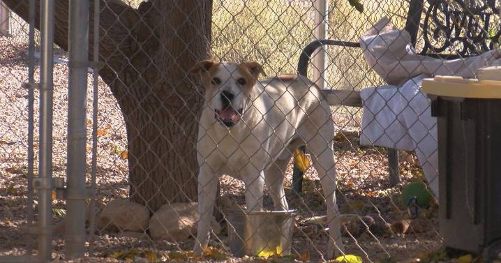 Urgent help needed for Tombstone animal shelter at full capacity
