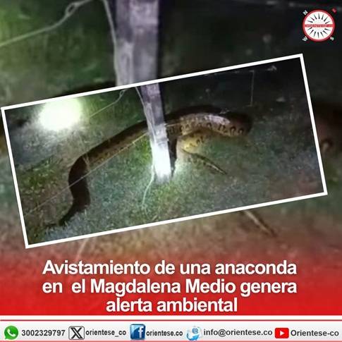 Avistamiento de una anaconda en el Magdalena Medio genera alerta ambiental
