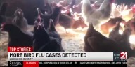 Five new cases of bird flu detected in LaGrange County, Indiana BOAH says