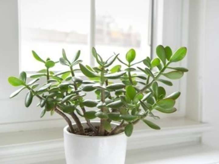 Para qué sirve tener un árbol de jade, cómo saber si es macho o hembra y qué recomiendan para cuidarlo