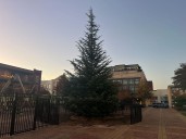 Christmas tree installed in downtown Spartanburg