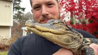 Small alligator rescued in Boston after slithering into the city's heart on social media